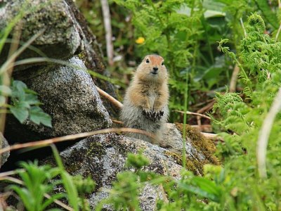 Il cambiamento climatico altera i cicli biologici degli scoiattoli artici